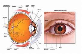 Gambar Mata Dan Bagiannya